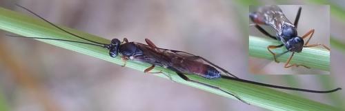 Réf. 328 728 : Lissonota sp.